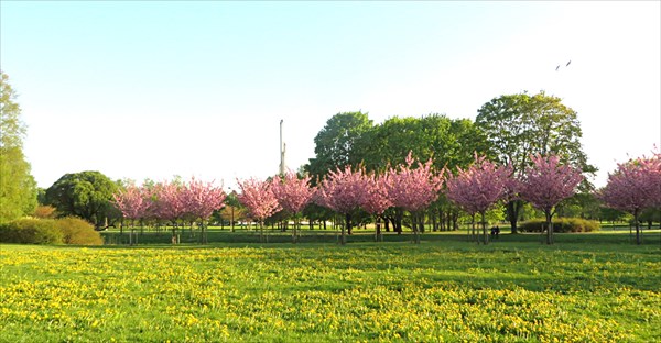 292-Парк Сакуры